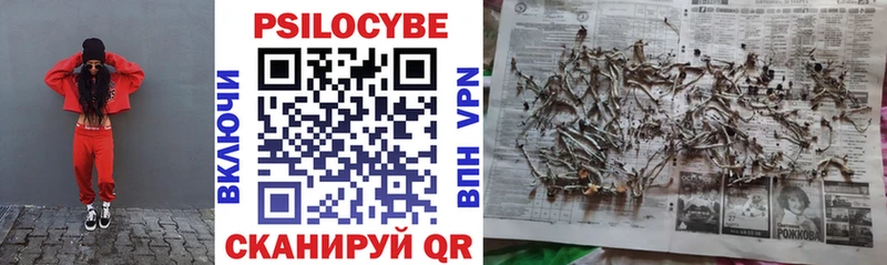 Купить закладки  Чехов  Галлюциногенные грибы Psilocybine cubensis 